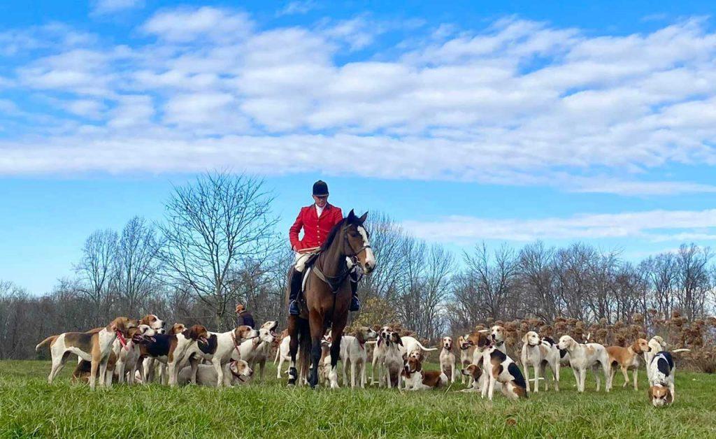 green spring valley hounds with mounted staff member in a field