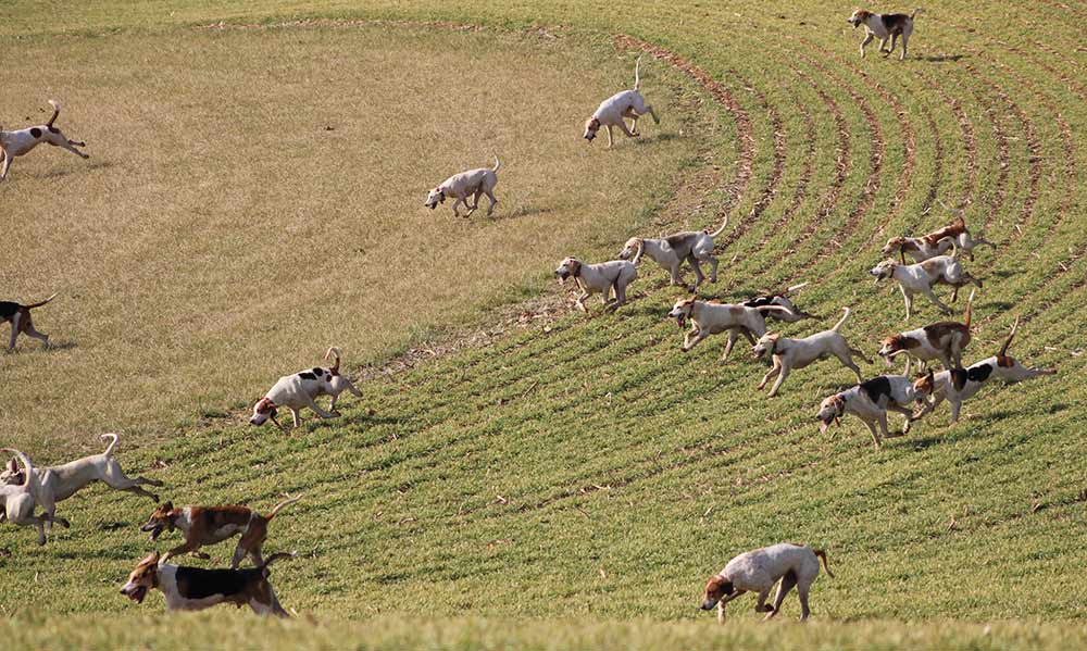 hounds in field