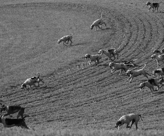fox hounds running in field