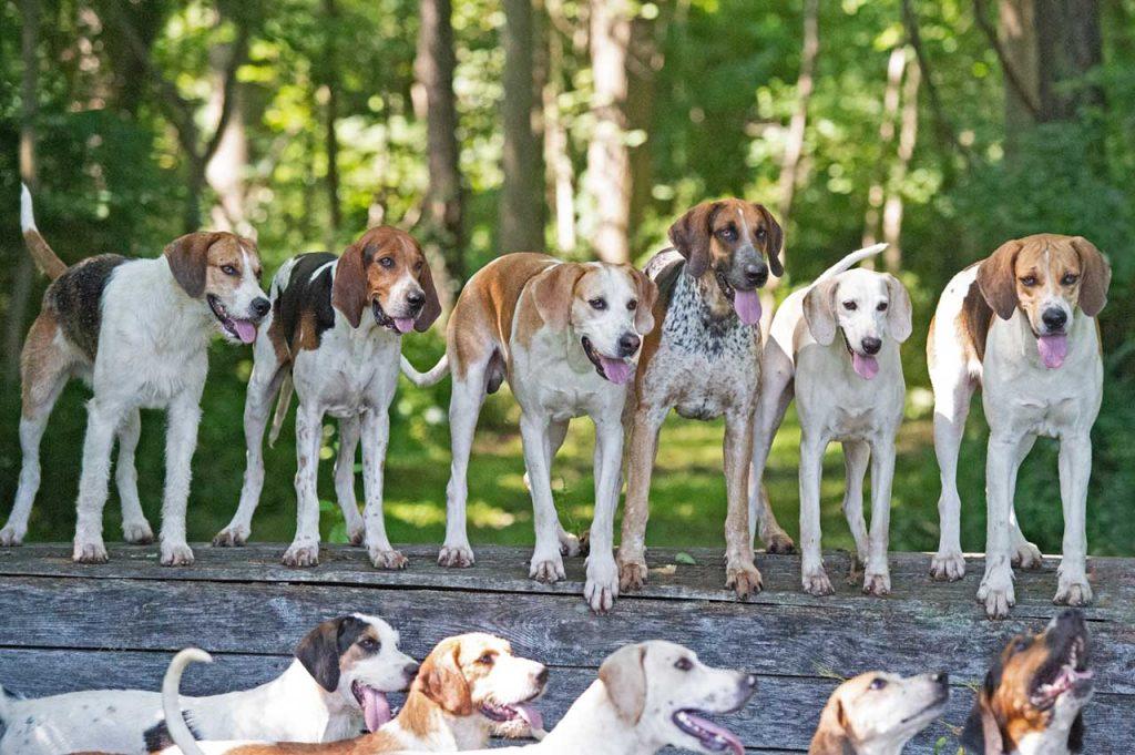 green spring valley fox hounds standing on or next to a roll top fence