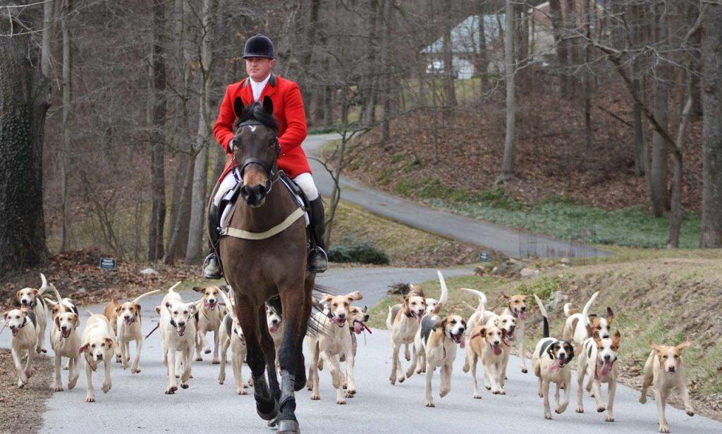 fox hounds on road with mounted staff member