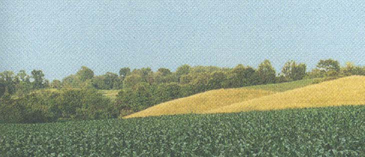 Stamford field with crops